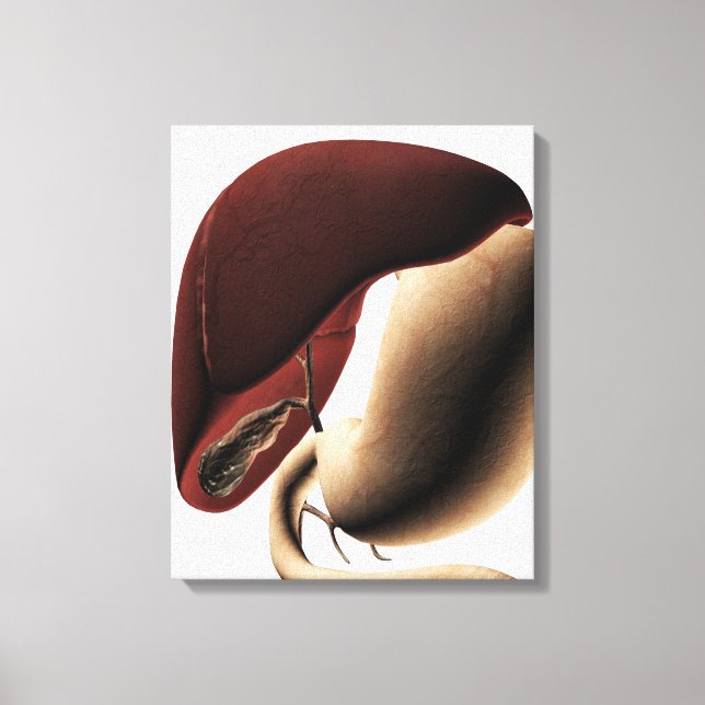 Medicinsk illustration av lever och stam canvastryck (Framsida)