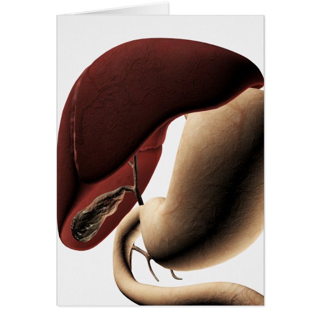 Medicinsk illustration av lever och stam hälsningskort (Framsidan)