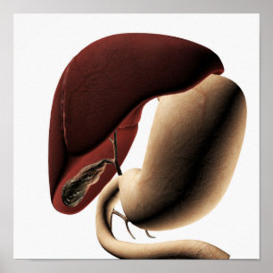 Medicinsk illustration av lever och stam poster