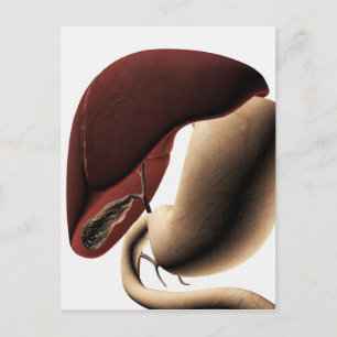 Medicinsk illustration av lever och stam vykort