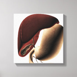 Medicinsk illustration av levern och magen canvastryck