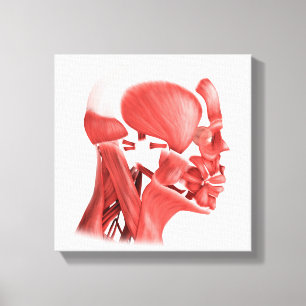 Medicinsk illustration av Male Canvastryck