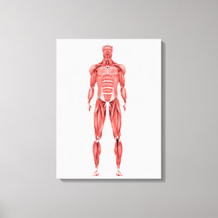 Medicinsk illustration av Male muskulöst system 2 Canvastryck