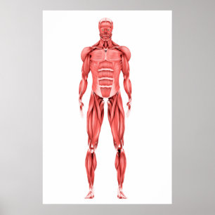 Medicinsk illustration av Male muskulöst system 2 Poster