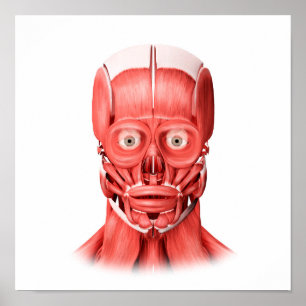 Medicinsk illustration av Male Poster