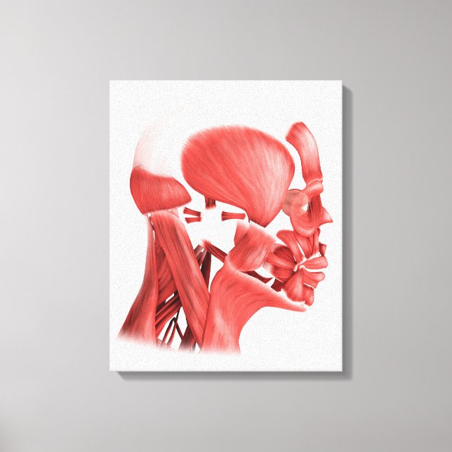Medicinsk illustration av manliga ansiktsmuskler 2 canvastryck (Framsida)