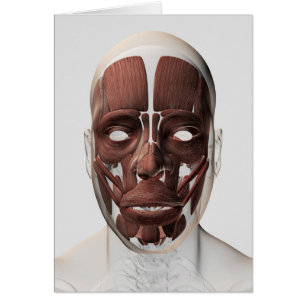 Medicinsk illustration av manliga ansiktsmuskler hälsningskort