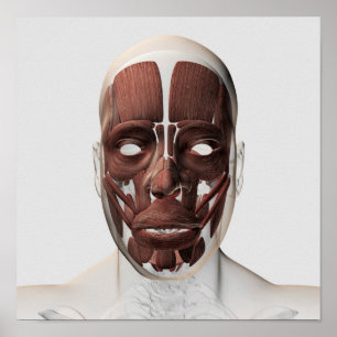 Medicinsk illustration av manliga ansiktsmuskler poster