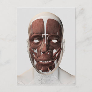 Medicinsk illustration av manliga ansiktsmuskler vykort