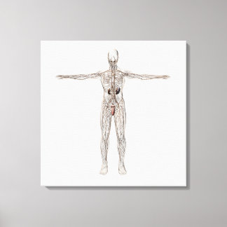 Medicinsk illustration av manligt lymfsystem canvastryck