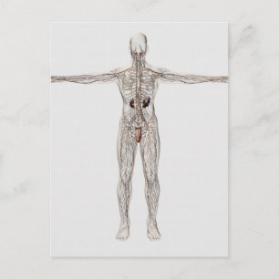 Medicinsk illustration av manligt lymfsystem vykort