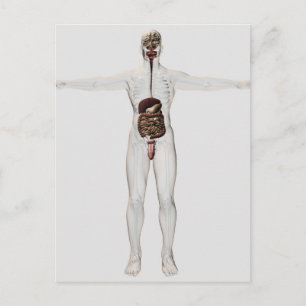 Medicinsk illustration av manligt matsmältningssys vykort