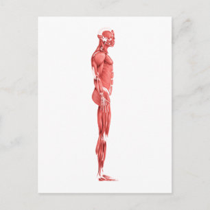 Medicinsk illustration av manligt muskelsystem 1 vykort