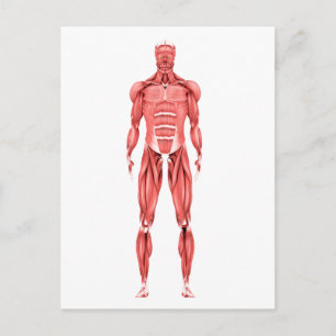 Medicinsk illustration av manligt muskelsystem 2 vykort