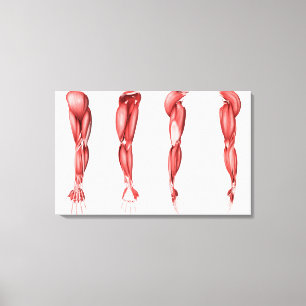 Medicinsk illustration av människaarmmuskler canvastryck