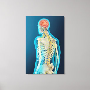 Medicinsk illustration av människahjärnan & canvastryck