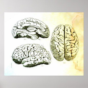 Medicinsk illustration av människahjärnan poster