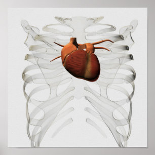 Medicinsk illustration av människahjärta och poster