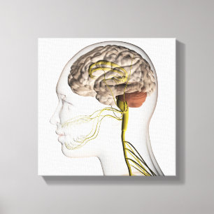 Medicinsk illustration av människanervsystem 1 canvastryck