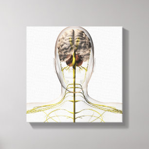 Medicinsk illustration av människanervsystem 2 canvastryck