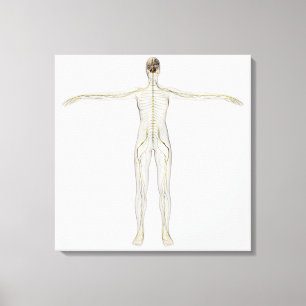 Medicinsk illustration av människanervsystemet canvastryck