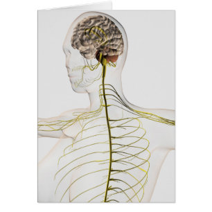 Medicinsk illustration av människanervsystemet hälsningskort