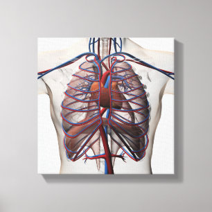 Medicinsk illustration av manschäst canvastryck
