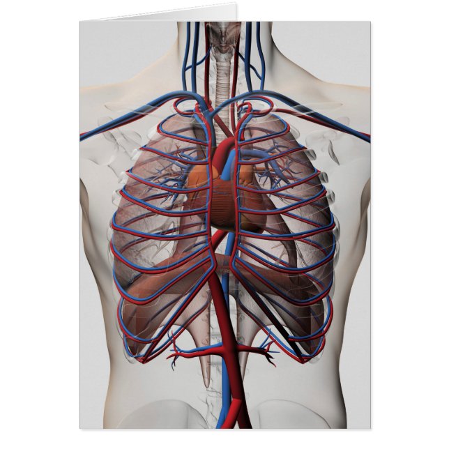 Medicinsk illustration av manschäst hälsningskort (Framsidan)