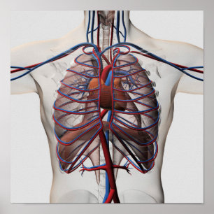 Medicinsk illustration av manschäst poster