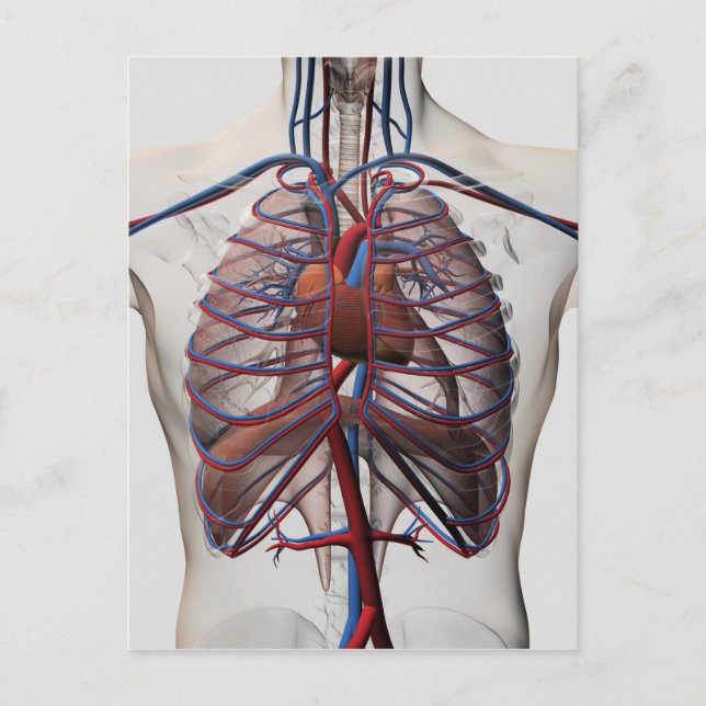 Medicinsk illustration av manschäst vykort (Framsida)