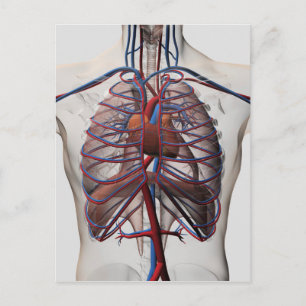 Medicinsk illustration av manschäst vykort