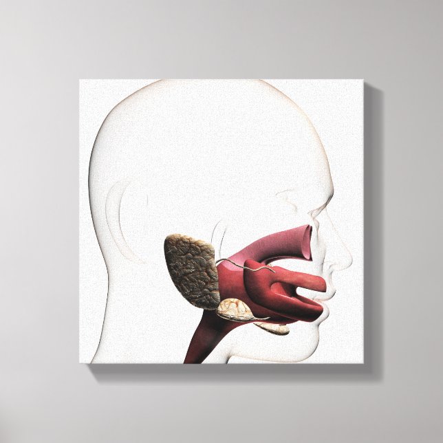 Medicinsk illustration av matsmältningsmedlet hos  canvastryck (Framsida)