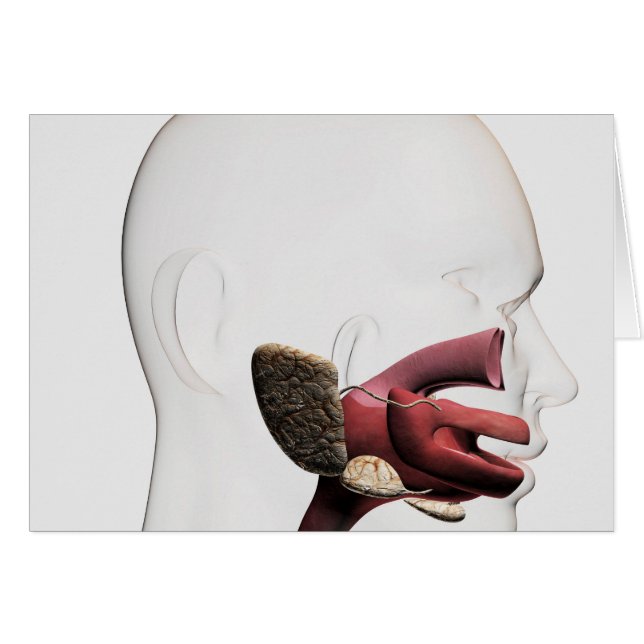 Medicinsk illustration av matsmältningsmedlet hos  hälsningskort (Framsidan Horizontal)