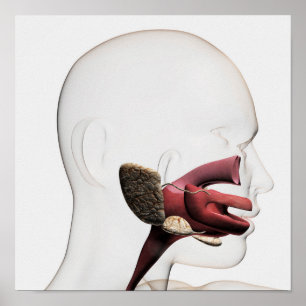 Medicinsk illustration av matsmältningsmedlet hos  poster