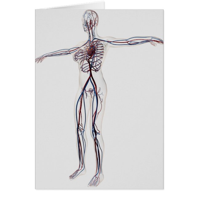 Medicinsk illustration: Cirkulationssystem för kvi Hälsningskort (Framsidan)