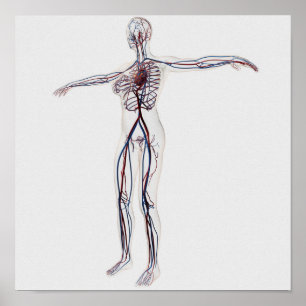 Medicinsk illustration: Cirkulationssystem för kvi Poster