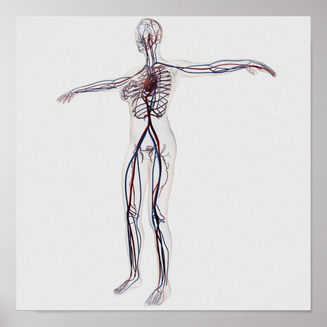 Medicinsk illustration: Cirkulationssystem för kvi Poster (Framsidan)