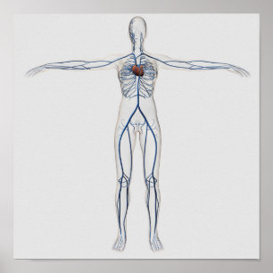 Medicinsk illustration: Cirkulationssystem för kvi Poster