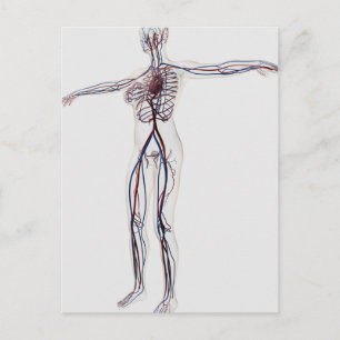 Medicinsk illustration: Cirkulationssystem för kvi Vykort