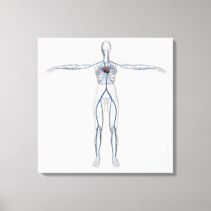 Medicinsk illustration: Kvinnligt cirkulations- Canvastryck