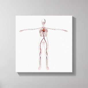 Medicinsk illustration: Kvinnligt cirkulations- Canvastryck