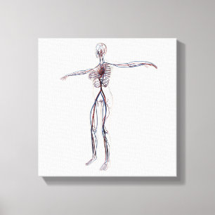 Medicinsk illustration: Kvinnligt cirkulations- Canvastryck