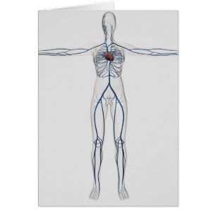 Medicinsk illustration: Kvinnligt cirkulations- Hälsningskort