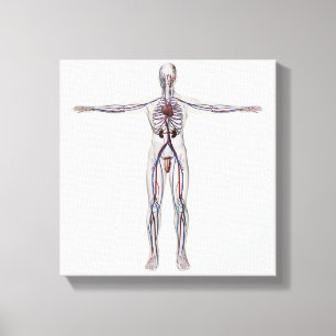 Medicinsk illustration: Male reproduktivt system 1 Canvastryck