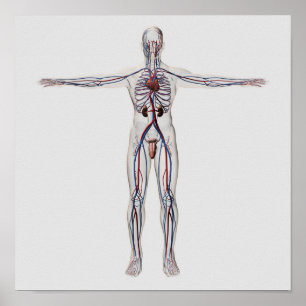 Medicinsk illustration: Male reproduktivt system 1 Poster