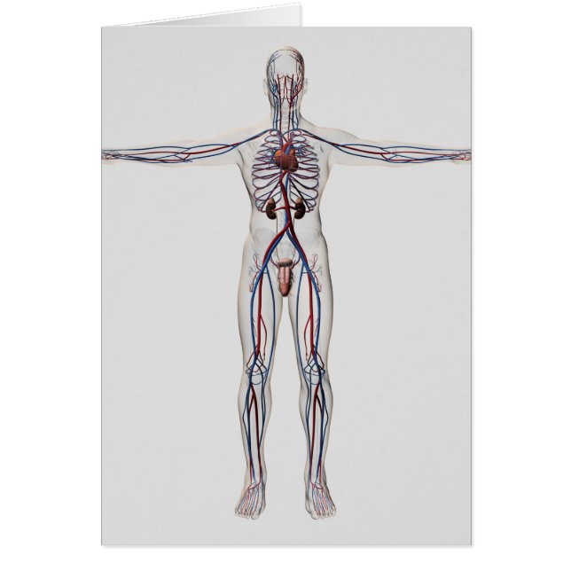 Medicinsk illustration: Manligt reproduktivt syste Hälsningskort (Framsidan)