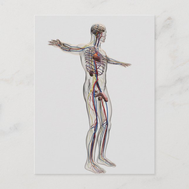 Medicinsk illustration: Manligt reproduktivt syste Vykort (Framsida)