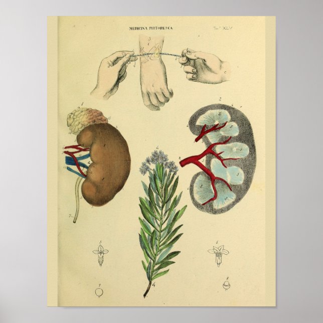 Medicinsk kirurgi Kidneys anatomi Art Skriv ut Poster (Framsidan)