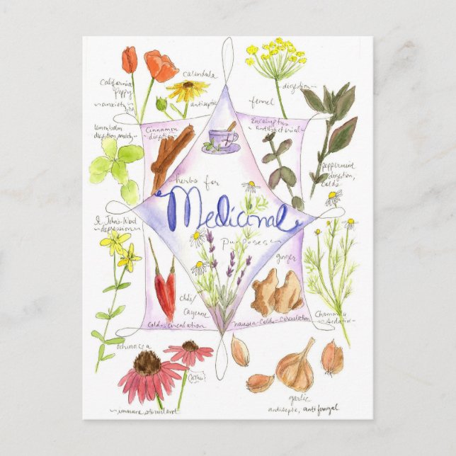 Medicinsk ört Echinacea Vitlökvallmo Vykort (Framsida)