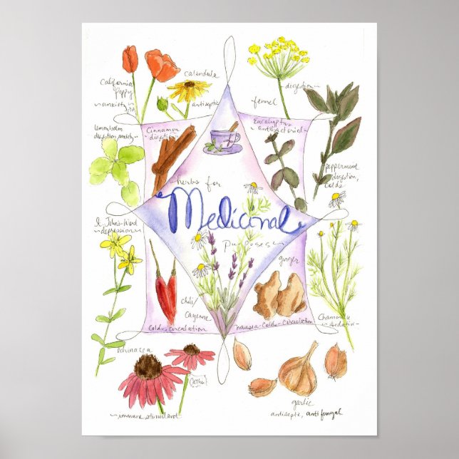 Medicinsk ört Vitlök Echinacea Ginger Poster (Framsidan)